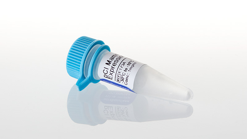 E1731_pCI-Mammalian-Expression-Vector--20ug_3