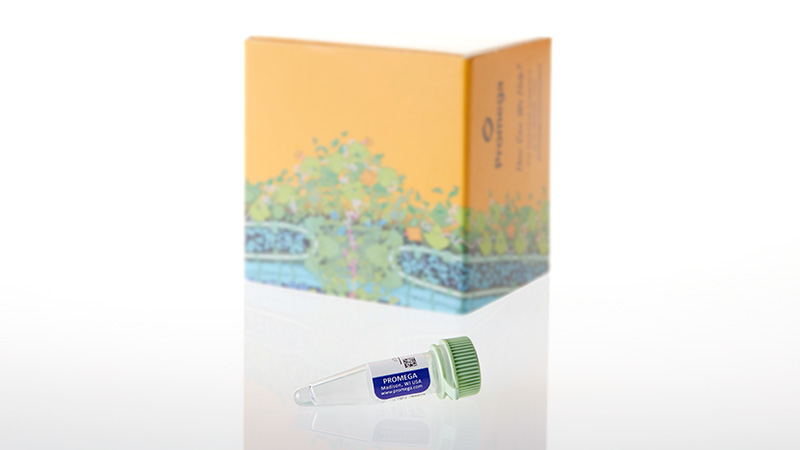 V5811_DNA-Dependent Protein Kinase