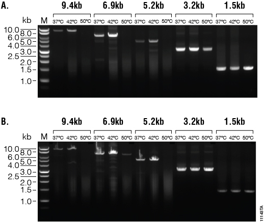 M-MLV Reverse Transcriptase, RNase H Minus, Point Mutant