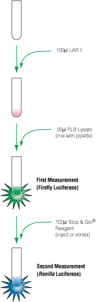 Flow chart of the DLR protocol.