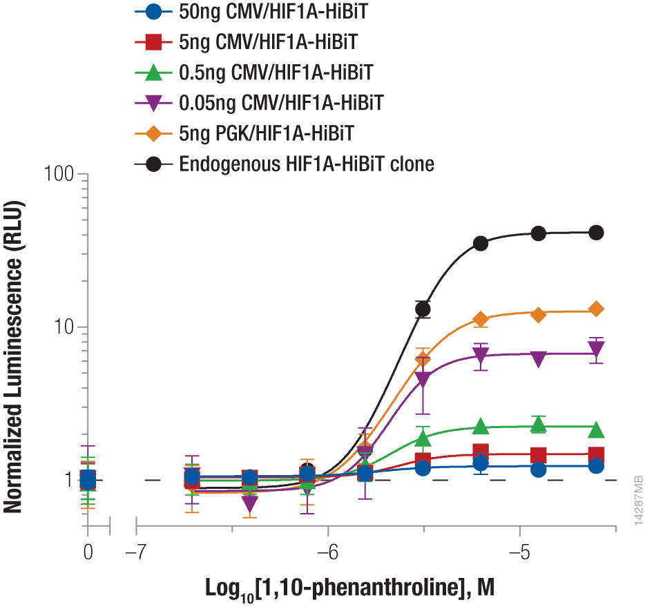 Graph showing Hif1a-HiBiT stabilized when incubated with the hypoxia mimetic 1,10-phenanthroline.