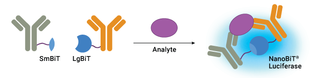 Schematic of Lumit™ IL-17A Immunoassay concept showing LgBiT and SmBiT binding protein binding to IL-17 and forming NanoBiT® Luciferase.